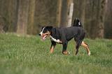 BOUVIER D'APPENZELL 097